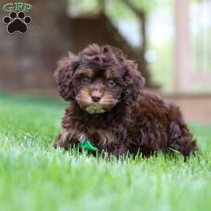 Theodore, Cockapoo Puppy